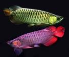 Golden Crossback,  Blue Base Golden,  Super Red Chilli Red and other Aro