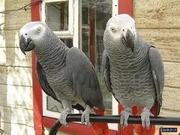 Beautiful and cute pair of African Grey parrots