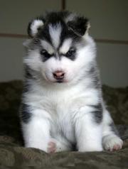 Adorable and lovely siberian husky puppies for a lovely family
